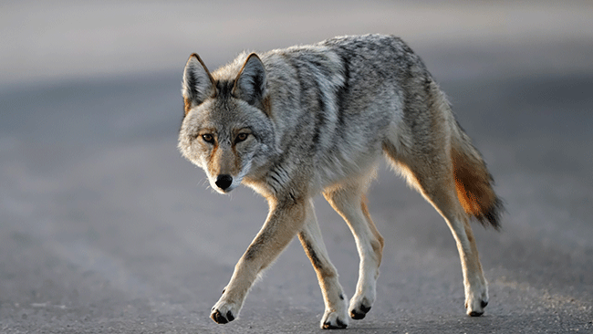 Opinion: Saskatchewan should outlaw ineffective bounties on coyotes